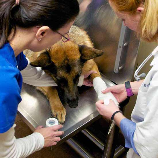 24-hour Veterinarian in Cincinnati OH | Grady Veterinary Hospital