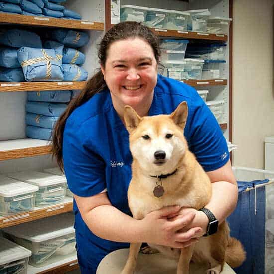 Two Puppies With Cat