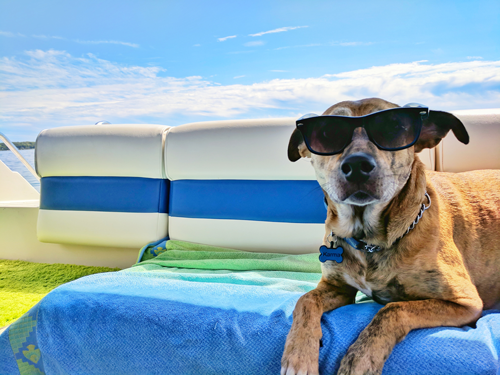3 Summer Dog Emergencies to Look Out For