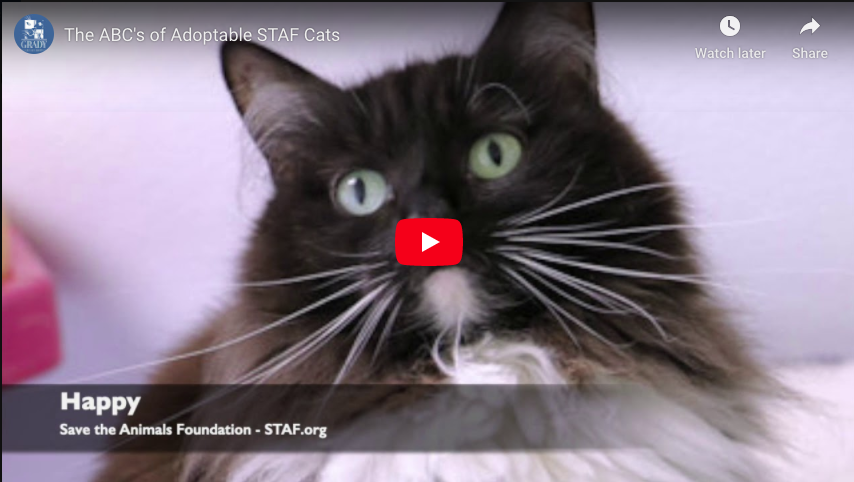 The ABC's of Adoptable STAF Cats