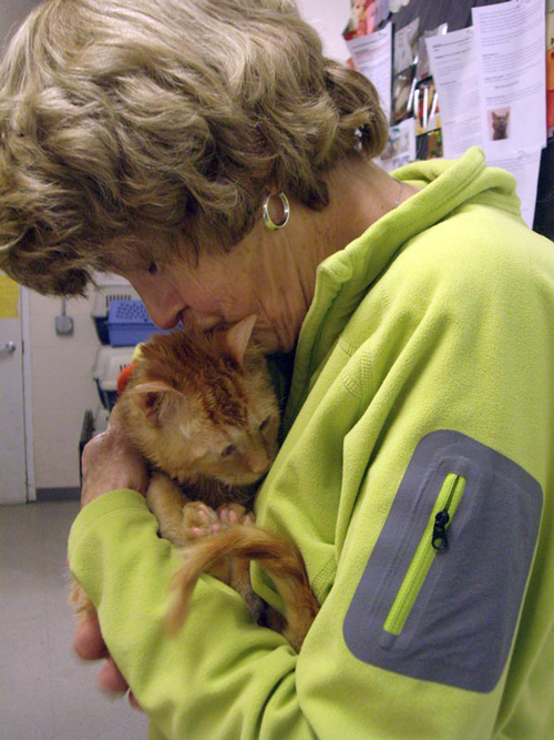 How to Support Save the Animals Foundation