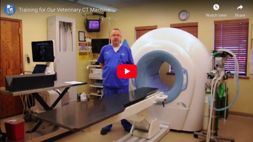 Training for Our Veterinary CT Machine