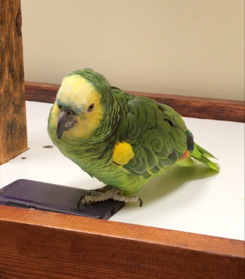 Meet Buffy, Our Blue-Fronted Amazon Parrot