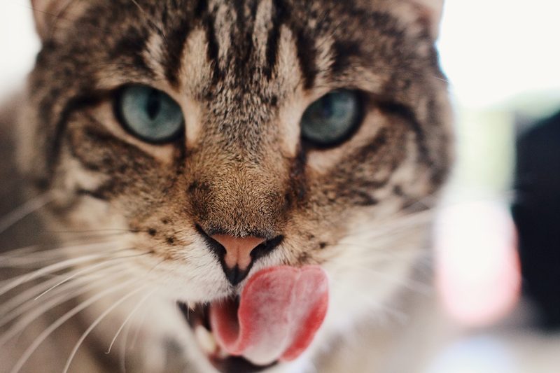 2 Yummy Treats to Make for Your Cat