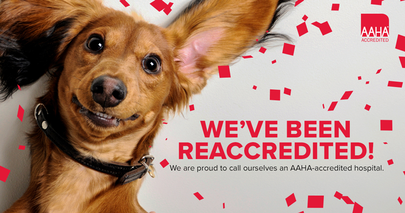 What's in AAHA Accreditation?