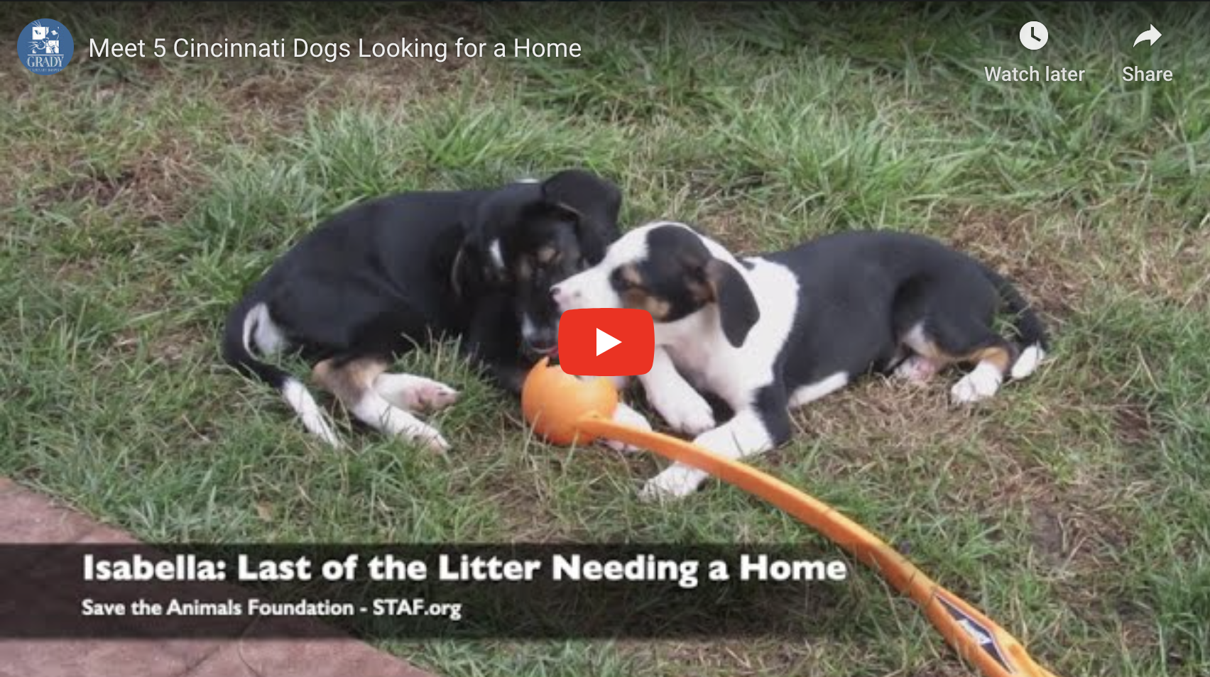 Meet 5 Cincinnati Dogs Looking for a Home