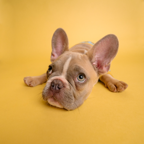 7 Dog Behaviors De-Mystified