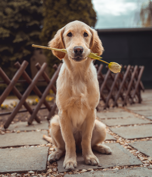 7 Dog Behaviors De-Mystified