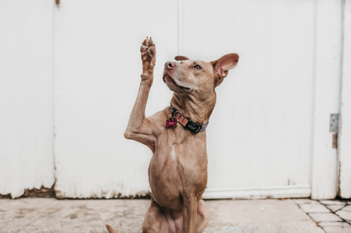 A dog with its paw raised