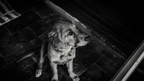 7 Dog Behaviors De-Mystified