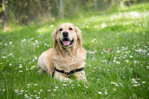 7 Dog Behaviors De-Mystified