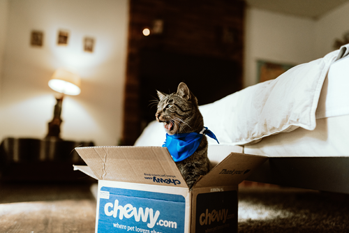 A cat sitting in a box