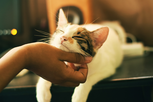 A cat getting scritched under the chin