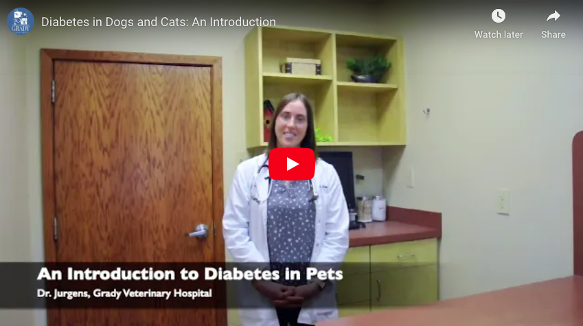 Diabetes in Dogs and Cats: An Introduction