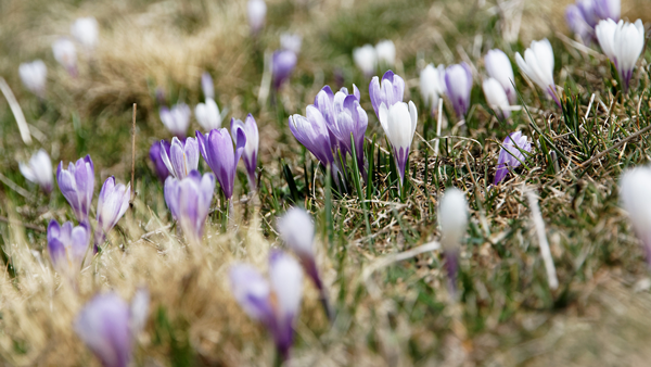With Spring and Easter Approaching, Help Keep Your Curious Cats Safe