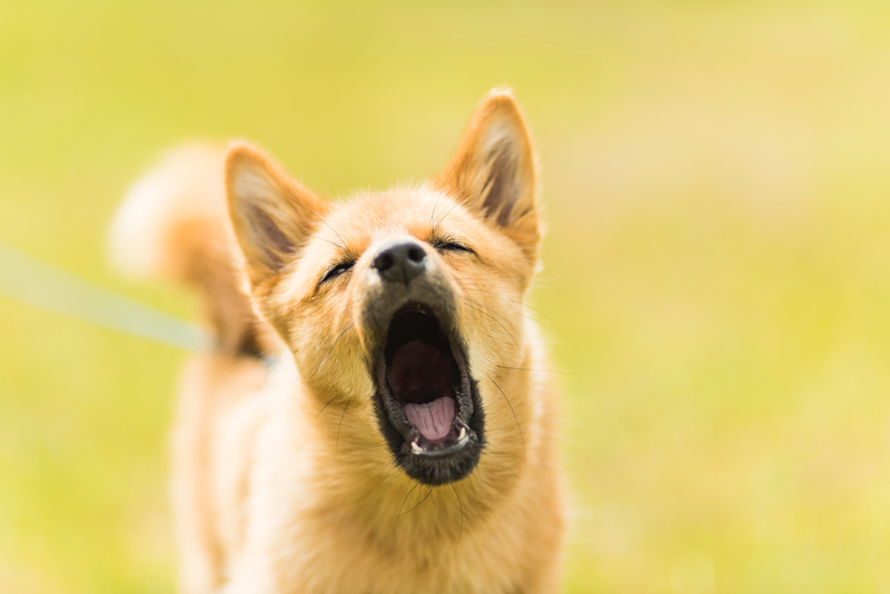 3 Great Tips to Help Your Dog Stop Barking