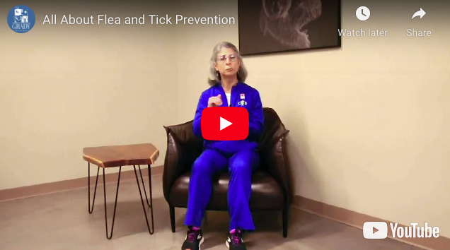 All About Flea and Tick Prevention