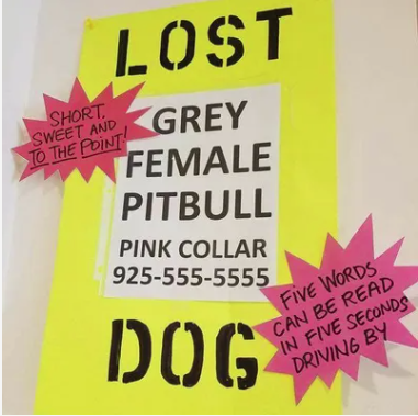 Help! What to Do if Your Pet is Lost