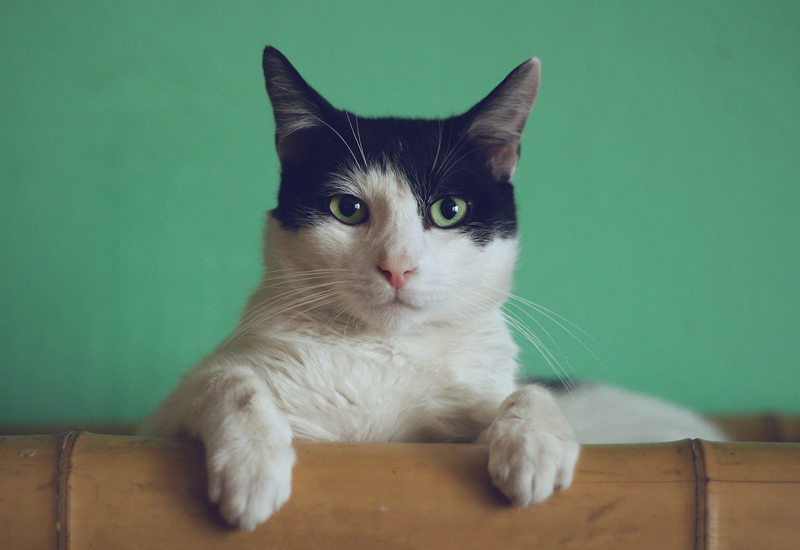 When Your Pet Has a Seizure: What to Do