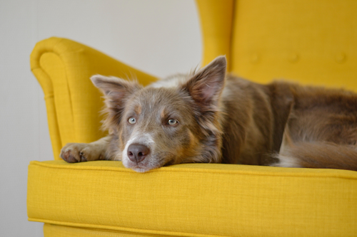 When Your Pet Has a Seizure: What to Do
