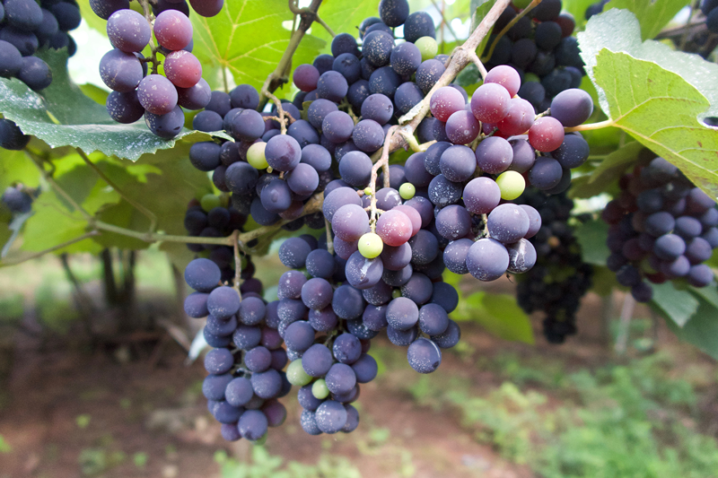 are purple grapes bad for dogs