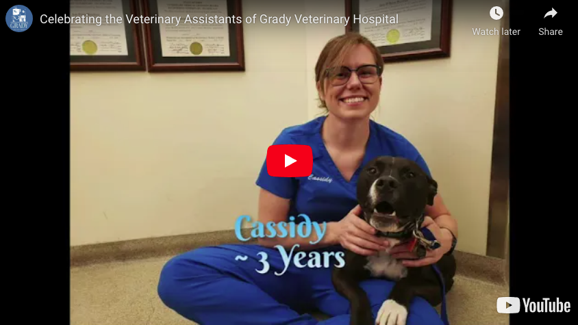 Celebrating the Veterinary Assistants of Grady Veterinary Hospital