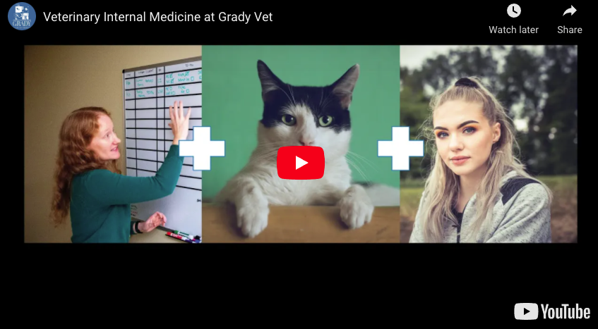 Veterinary Internal Medicine at Grady Vet