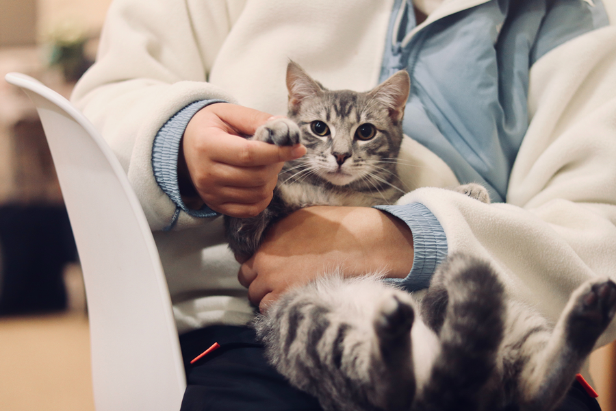 Understanding Your Pet's Blood Work
