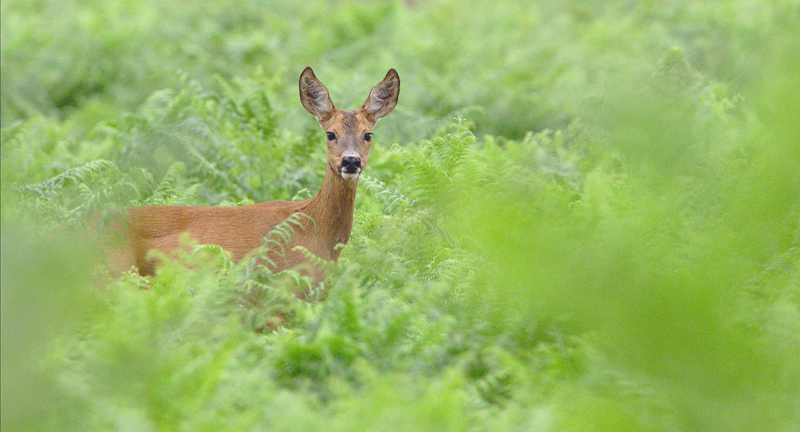 How to Help Injured Wildlife