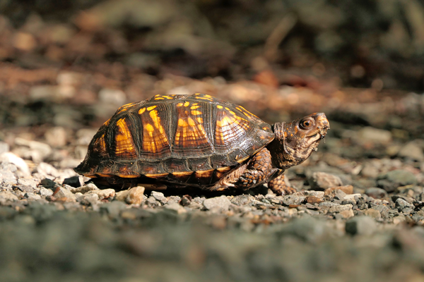 How to Help Injured Wildlife