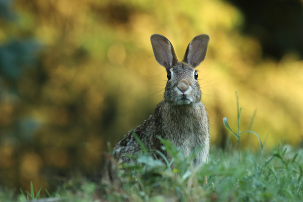 How to Help Injured Wildlife