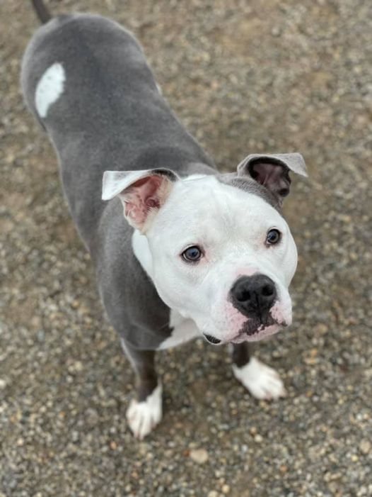 5 Great Shelter Dogs Who Want to Come Home