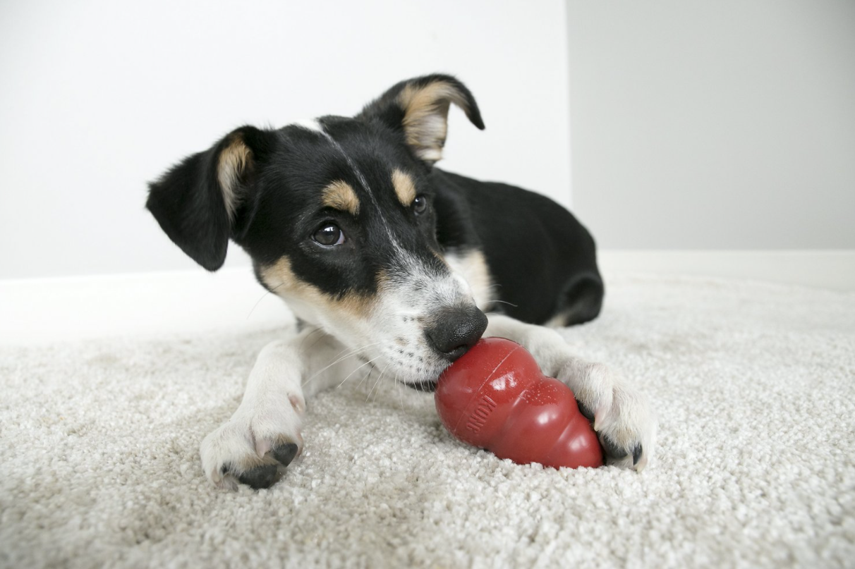 Safe Pet Chew Options