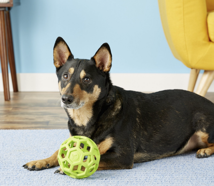 Safe Pet Chew Options