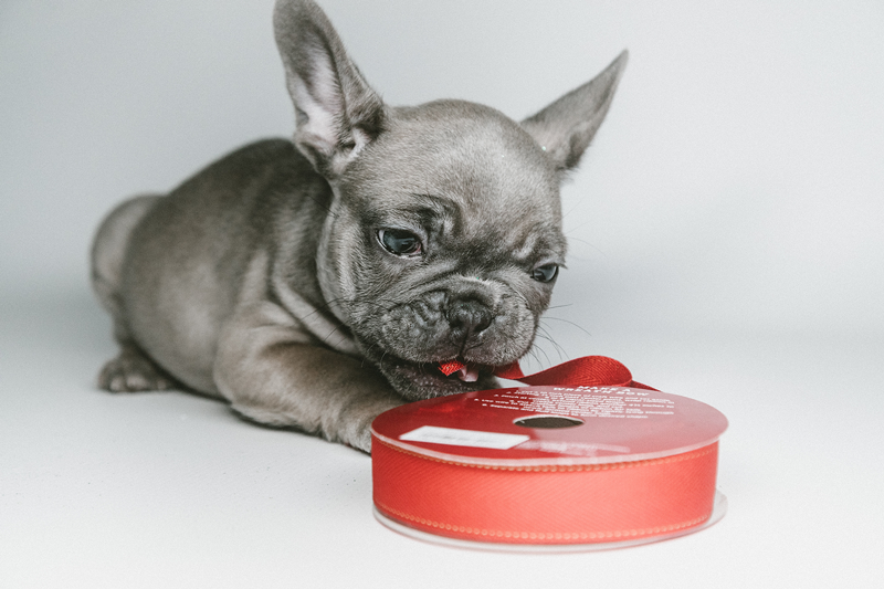 Holiday Pet Safety Tip: