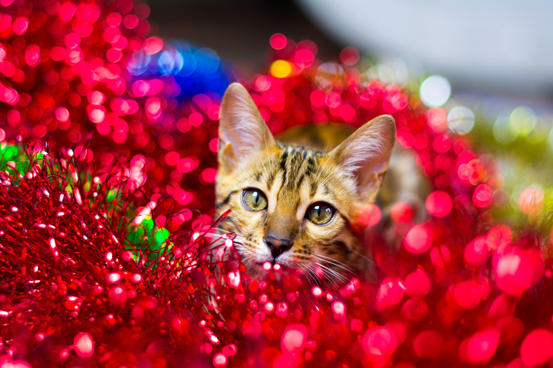 Holiday Pet Safety Tip: