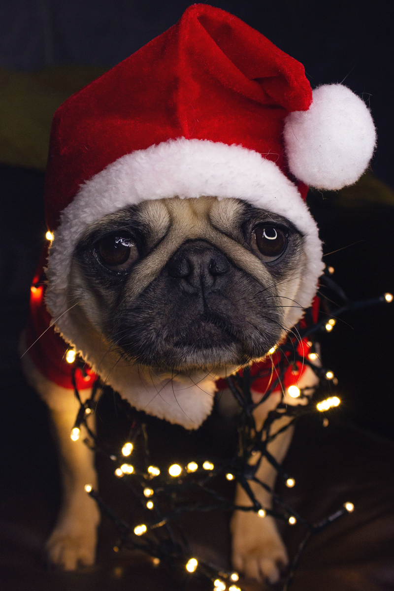 Holiday Pet Safety Tip:
