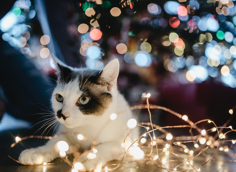 Holiday Pet Safety Tip: