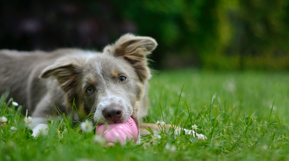 Pet Chew Toys: Not All Products Are Safe