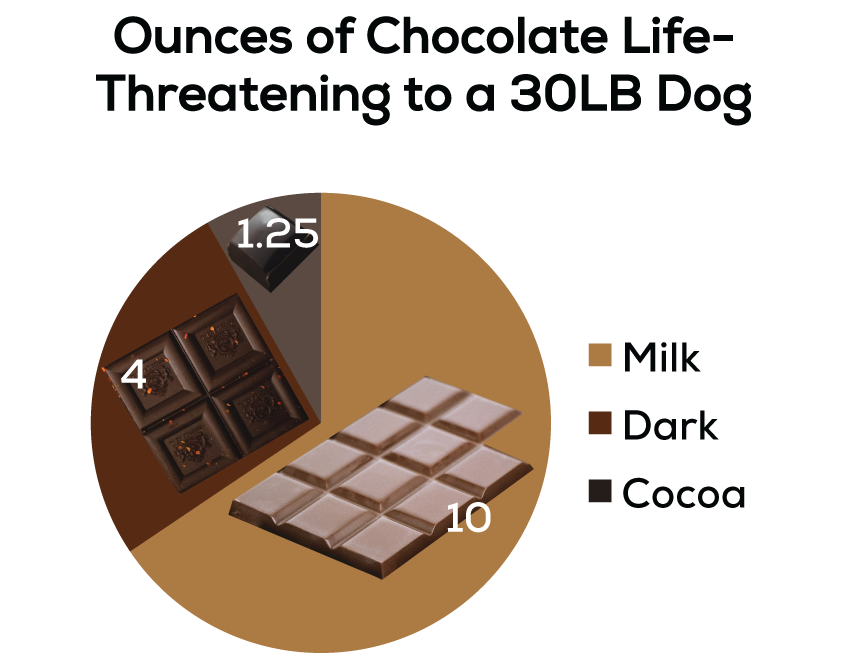 are dogs allowed dark chocolate