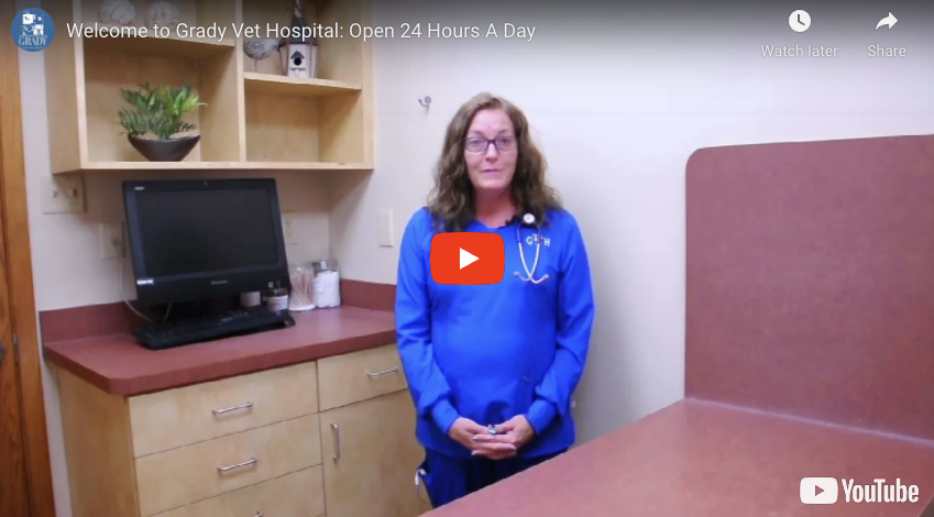 Welcome to Grady Vet Hospital: Open 24 Hours A Day