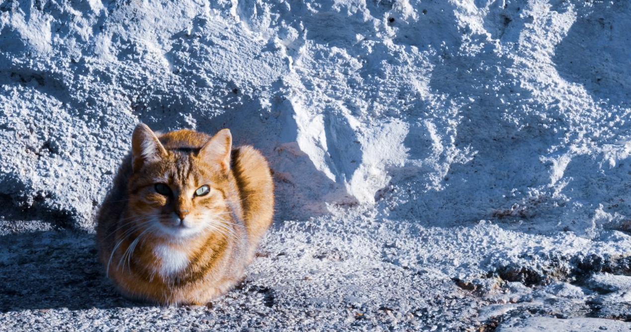 Winter is Here: Help Your Pet Stay Safe
