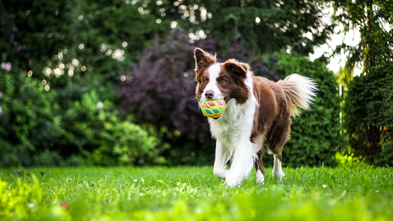 Managing Diabetes in Dogs and Cats with Lifestyle