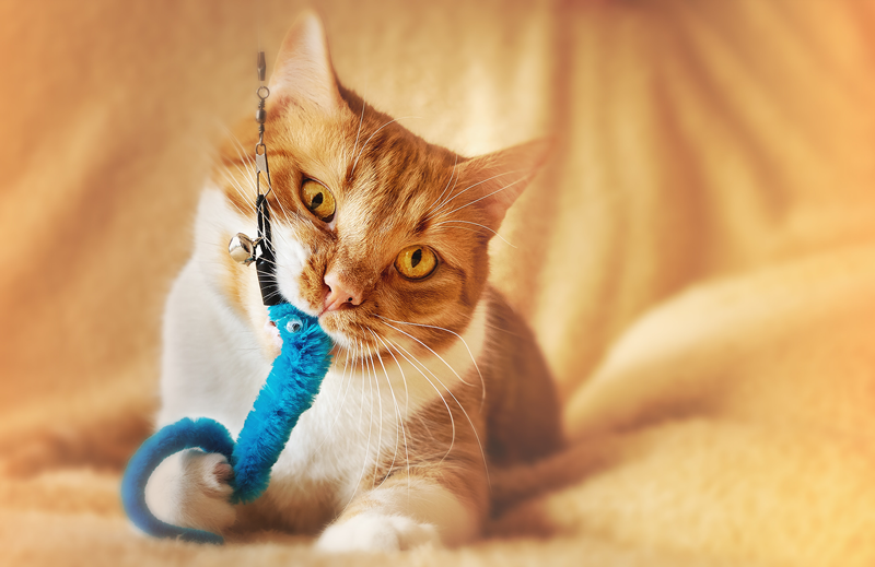 Managing Diabetes in Dogs and Cats with Lifestyle