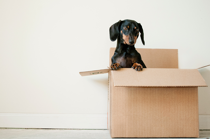 Make Moving Less Stress for Your Pet