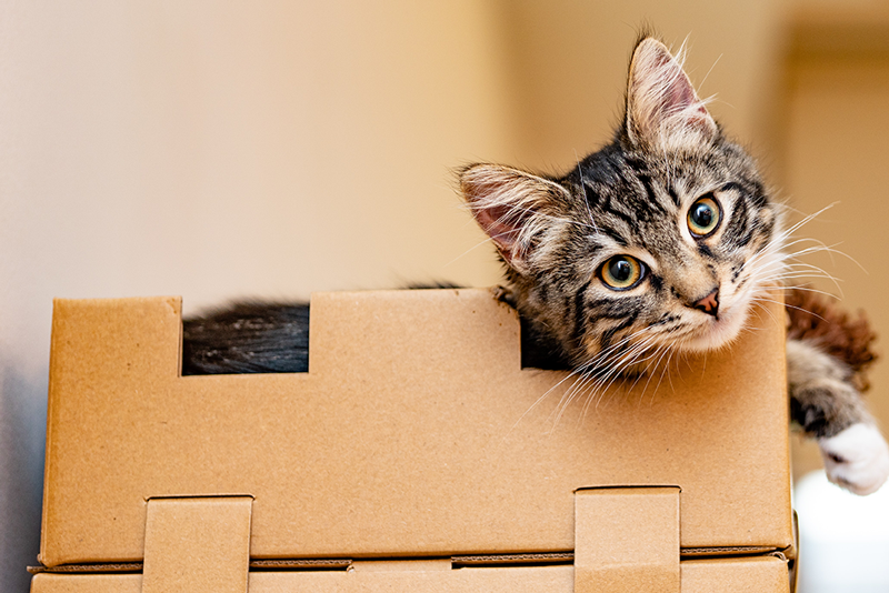 Make Moving Less Stress for Your Pet