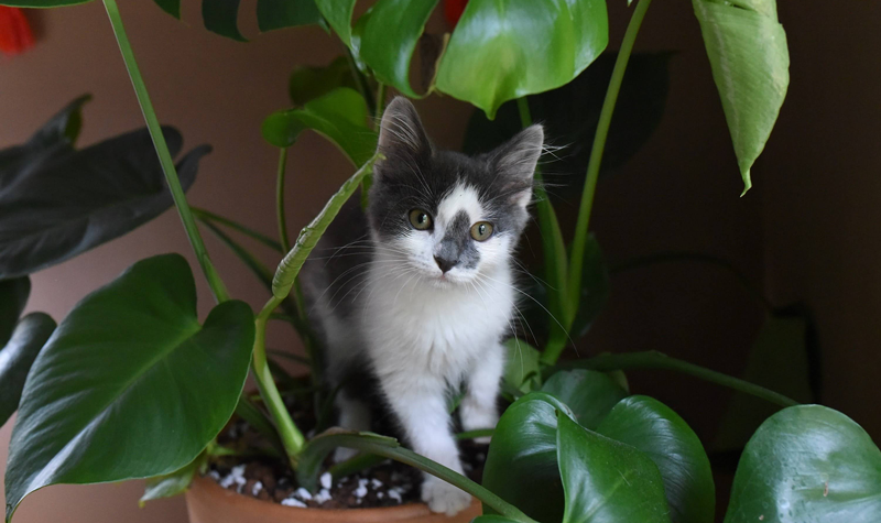 Why Do Cats Eat Plants?
