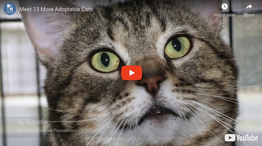 Meet 13 More Adoptable Cats