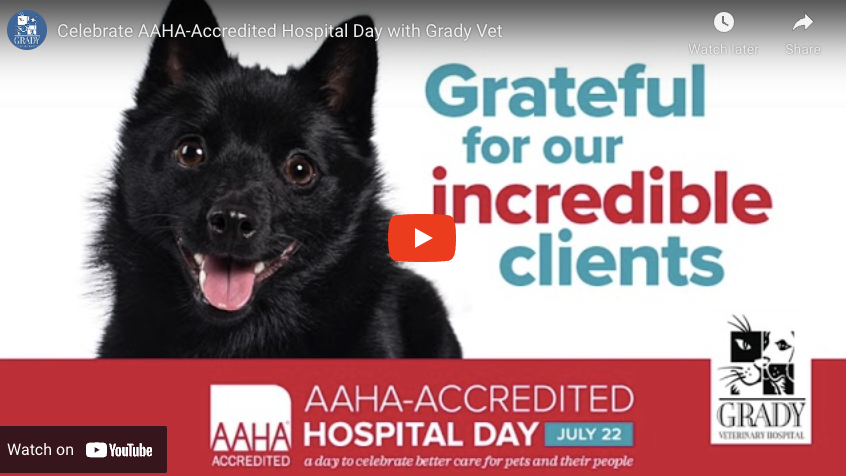 Celebrate AAHA-Accredited Hospital Day with Grady Vet