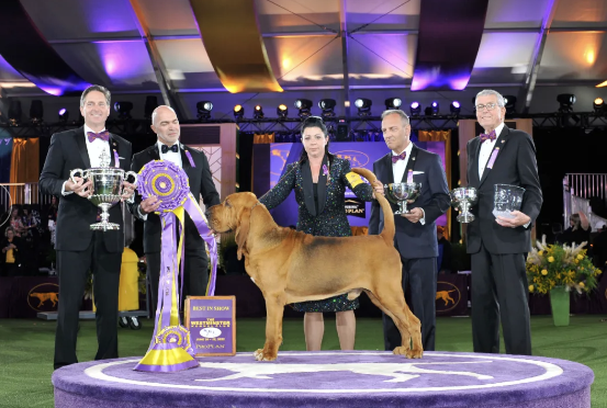 Westminster Kennel Club Dog Show Winners